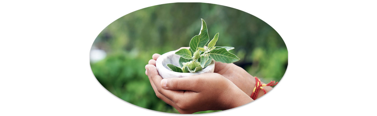 Mentális egyensúly, természetesen: a titokzatos ashwaganda lenyűgöző hatásai