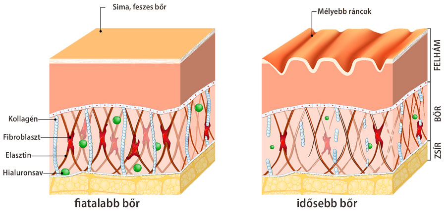 A bőr felépítése és szerkezete