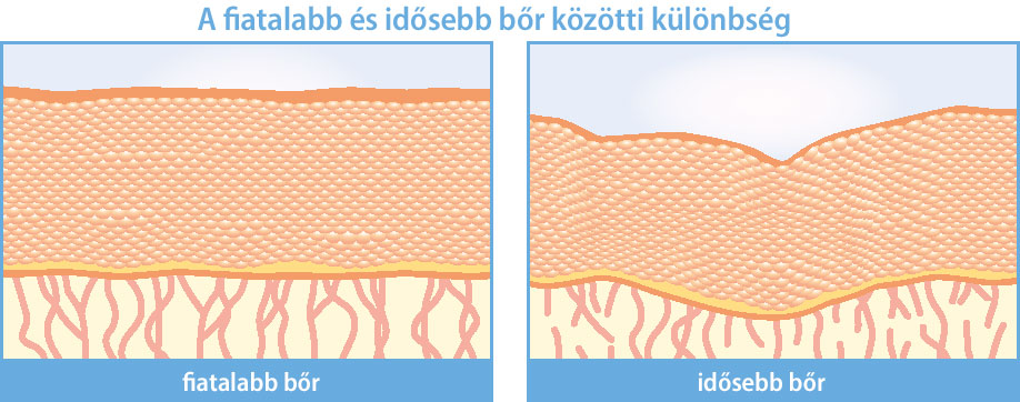 Fiatal és idős bőr szerkezete
